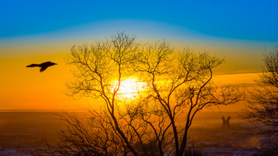Blackbird Sunrise