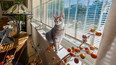 Blind Cat