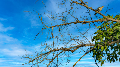 Branching Out