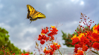 Butterfly Flight