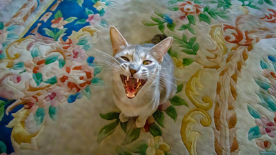Cat Laugh
