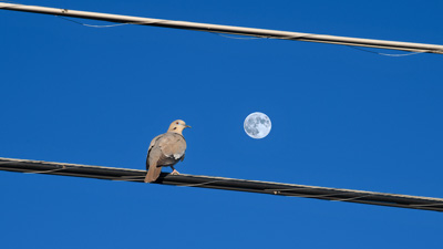 Dove Descending