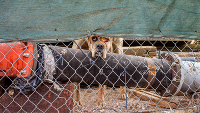 Junk Dog