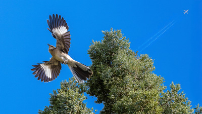 Mockingbirds