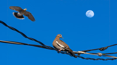 Moon Birds