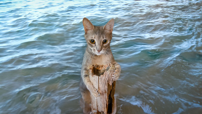 Mooring a Tabby
