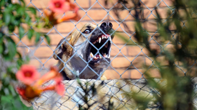 Next Door Dog