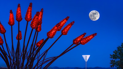 Ocotillo Moon