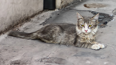 Wary Cat