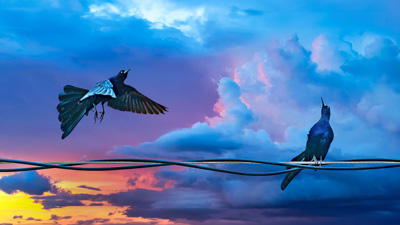 Wired Birds