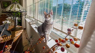 Blind Cat