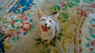 Cat Laugh