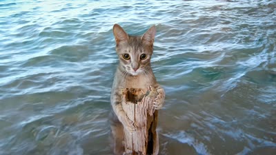 Mooring a Tabby