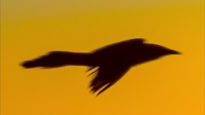 Blackbird Sunrise