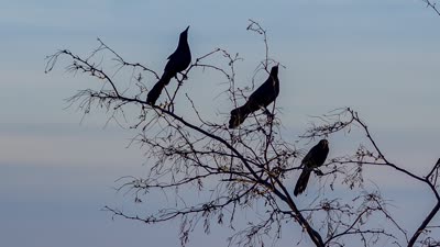Three in a Tree