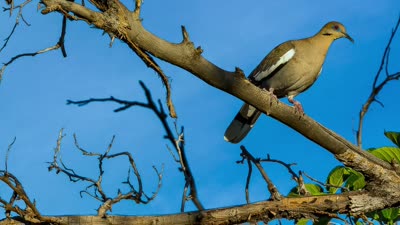 Branching Out