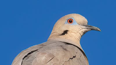 Dove Descending