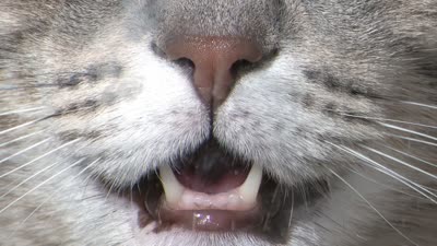 Pet Residue
