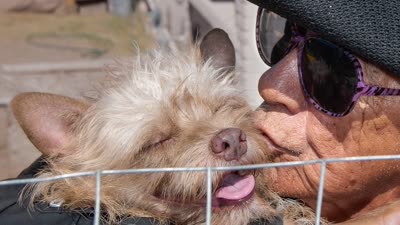 Dog Kissing