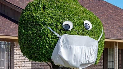Pandemic Topiary
